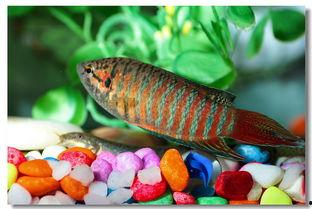 浴缸里的鱼,揭秘水族世界的奇妙生活